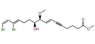 Xestospongiene V